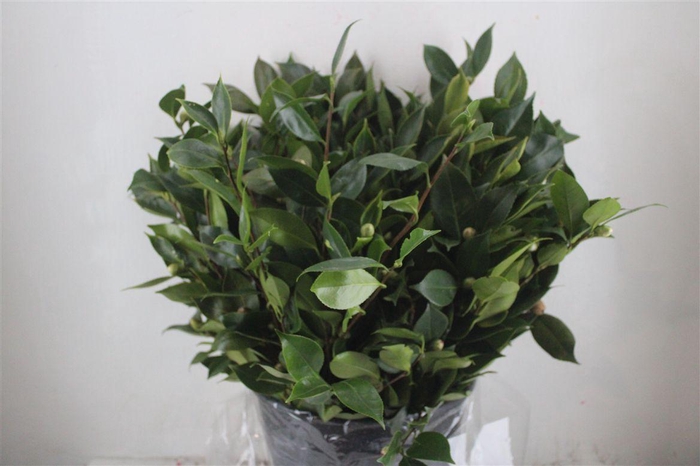 <h4>Camelia P Bunch</h4>