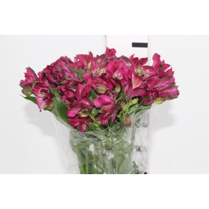 ALSTROEMERIA NAPOLI 080 CM