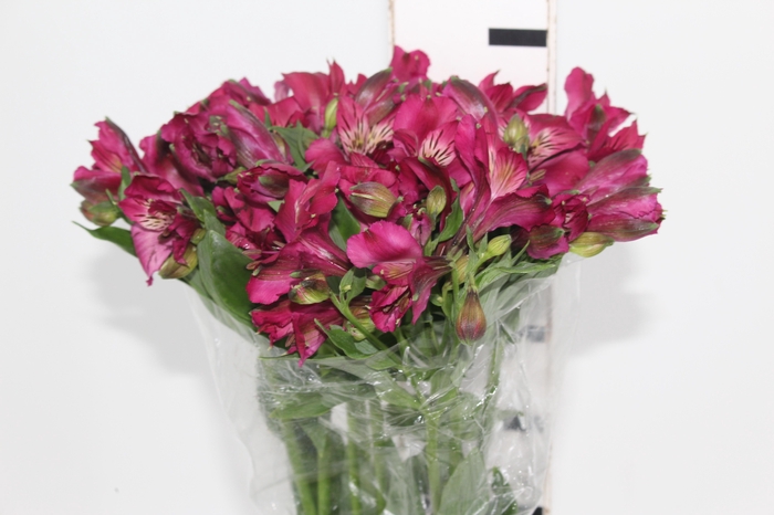 ALSTROEMERIA NAPOLI 080 CM