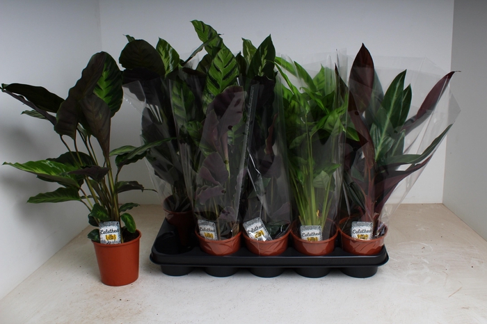 <h4>CALAT GEM 5 SRT</h4>