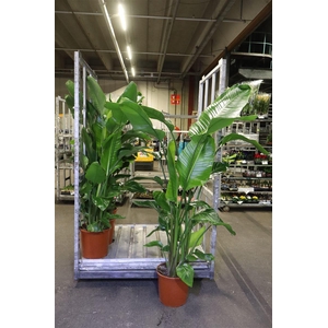 arr8 Strelitzia Nicolai