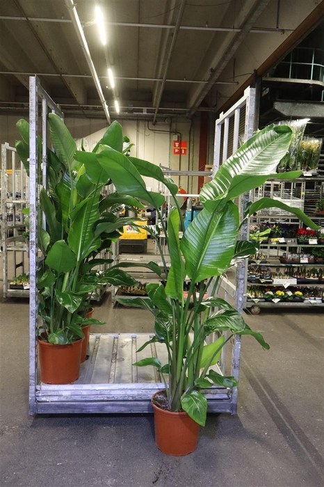 <h4>Strelitzia Nicolai</h4>