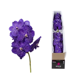 Vanda Tweed Blue