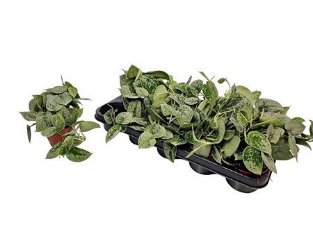 <h4>Scindapsus Silvery Ann</h4>