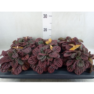 Peperomia