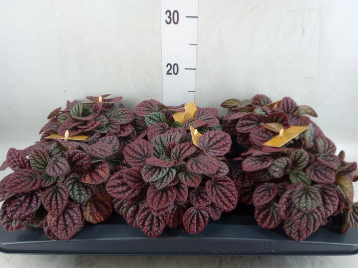<h4>Peperomia</h4>