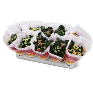 Kalanchoe gevuld Perfecta gemengd 5klr.