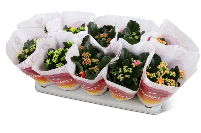 <h4>Kalanchoe gevuld Perfecta gemengd 5klr.</h4>