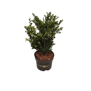 Ilex crenata Dark Green, P17, Struik 20-30cm