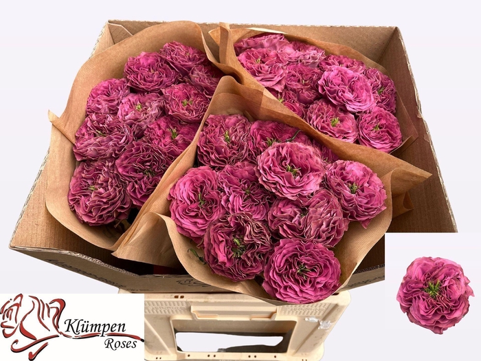 <h4>Rs gr Purple Delight</h4>