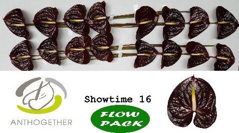 <h4>Anthurium Showtime</h4>