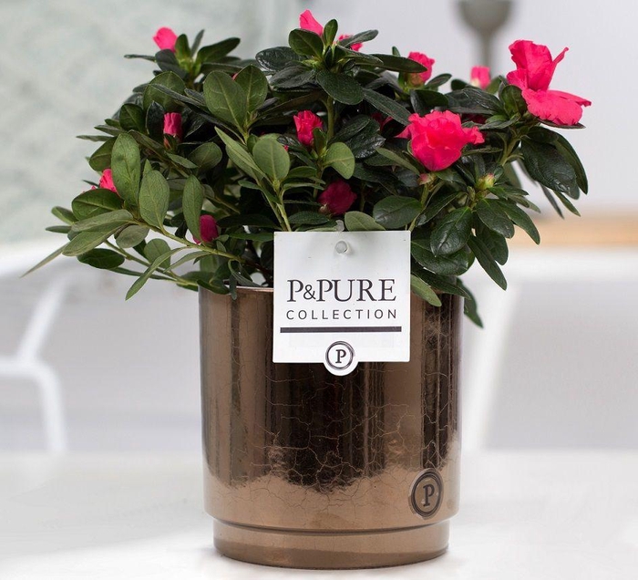 <h4>1st class Azalea red in P&PURE Juliette ceramics goldbronze</h4>