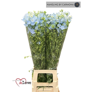 DELPH EN M CHIF BLUE