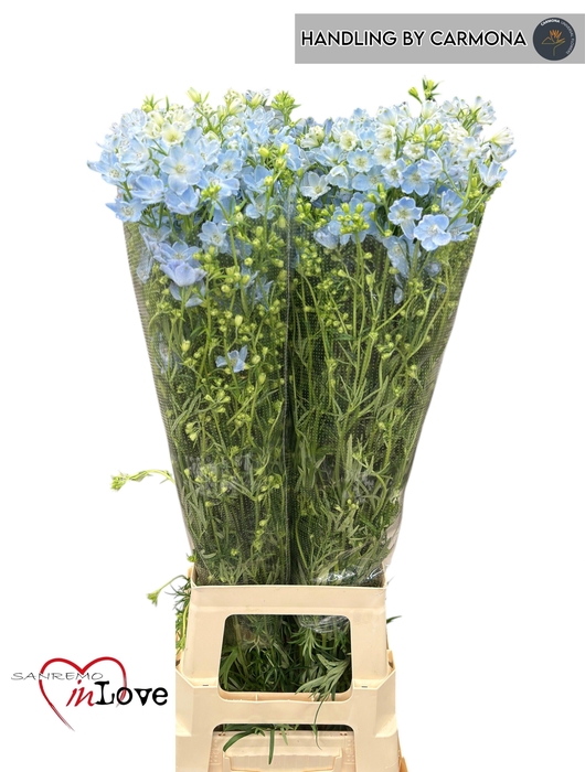 <h4>DELPH EN M CHIF BLUE</h4>