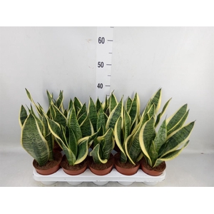Sansevieria trifa. 'Futura Superba'