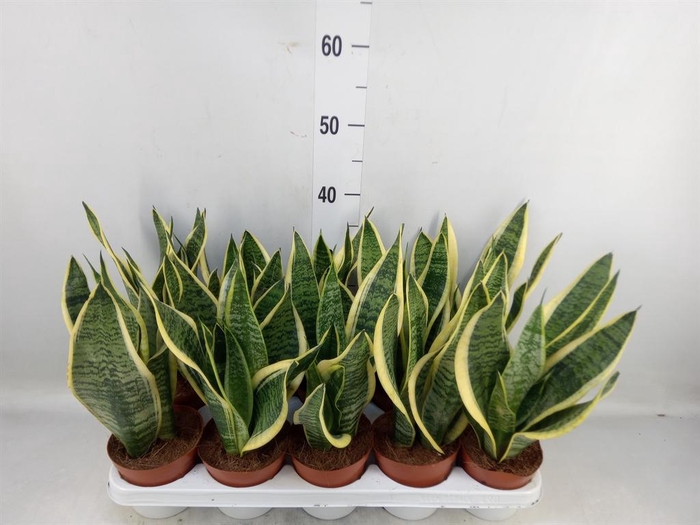 <h4>Sansevieria trifa. 'Futura Superba'</h4>