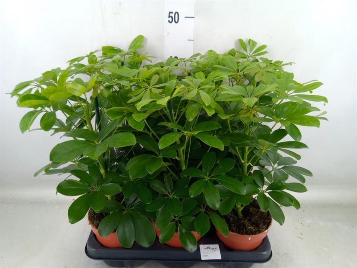 <h4>Schefflera arbor. 'Nora'</h4>