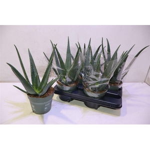 arr8 Aloe Vera
