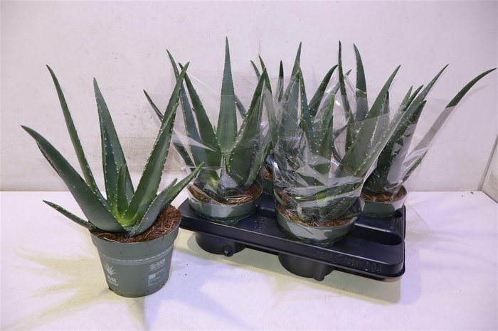 <h4>arr8 Aloe Vera</h4>