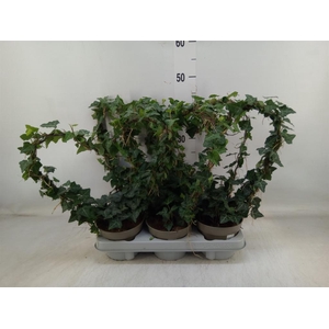 Hedera   ...green leafed