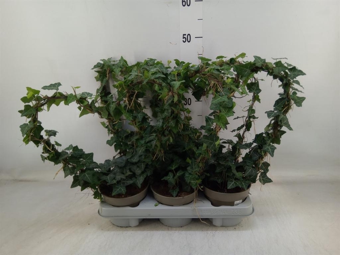 <h4>Hedera   ...green leafed</h4>