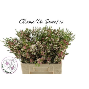 CHAME UN MY SWEET 16