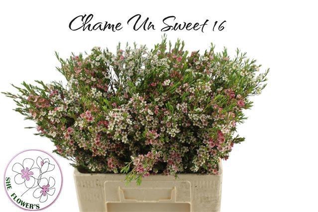 <h4>CHAME UN MY SWEET 16</h4>