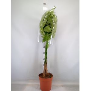 Pachira aquatica