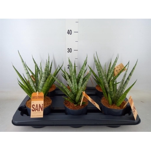 Sansevieria cyl.  ...