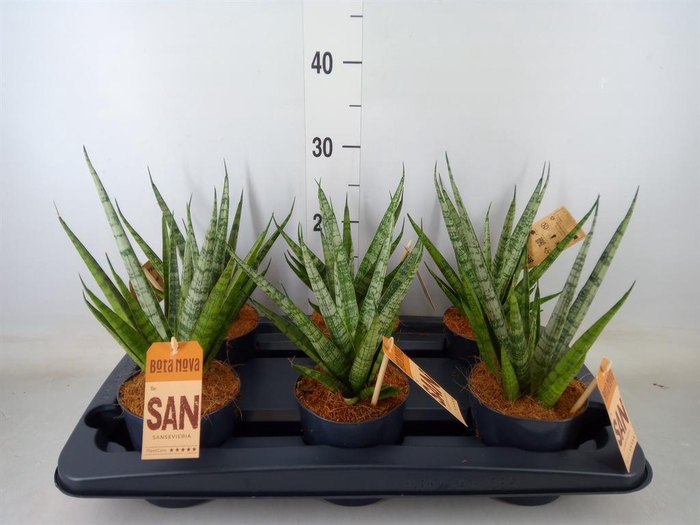 <h4>Sansevieria cyl.  ...</h4>