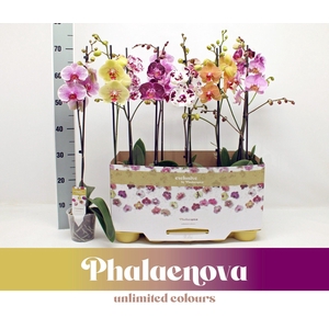 Gemengd 1-tak 70CM taiwan (GROEN)