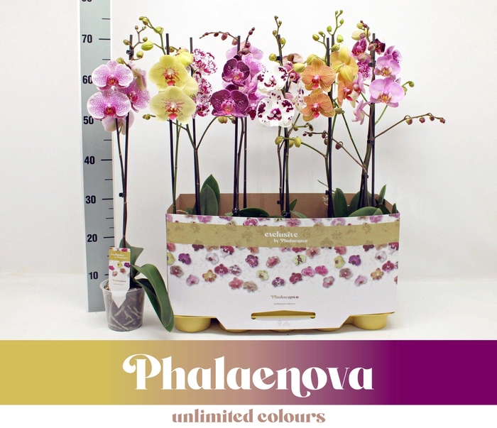 <h4>Gemengd 1-tak 70CM taiwan (GROEN)</h4>