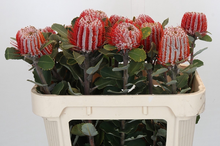 <h4>Banksia Coccinea</h4>