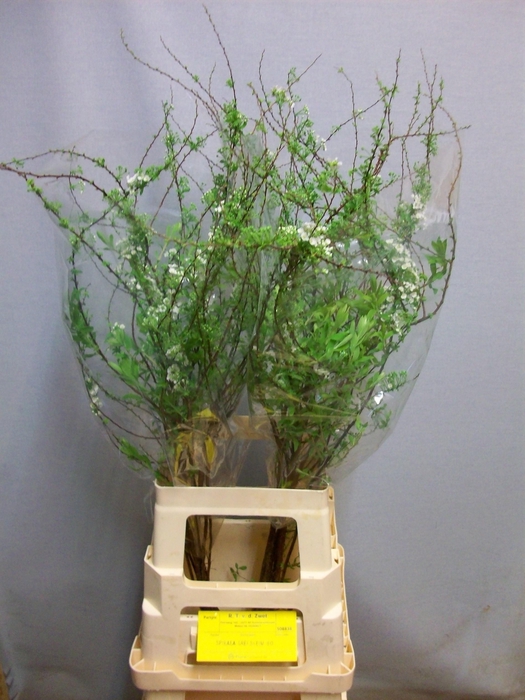 <h4>SPIR C GREFSHEIM</h4>