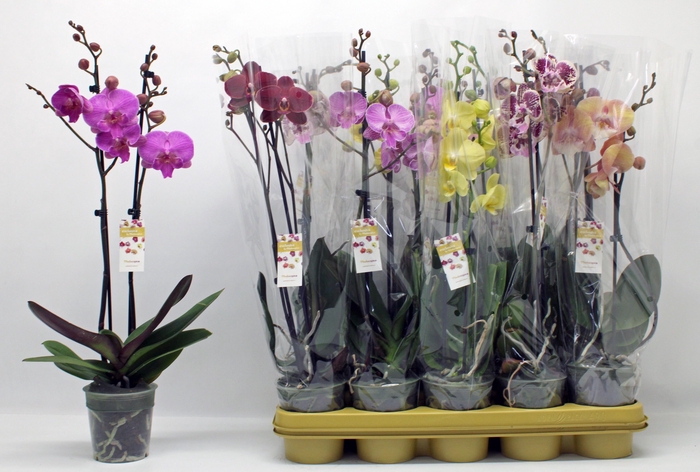 <h4>PHAL GEM 10 KL</h4>