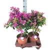 Bougainvillea Alexandra stam korte stam, rose pot