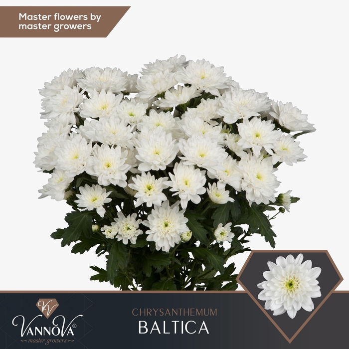 <h4>Chr T Baltica</h4>