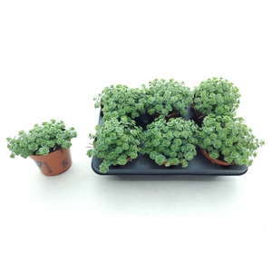 Sedum sieboldii