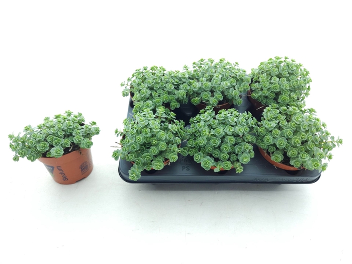 <h4>Sedum sieboldii</h4>