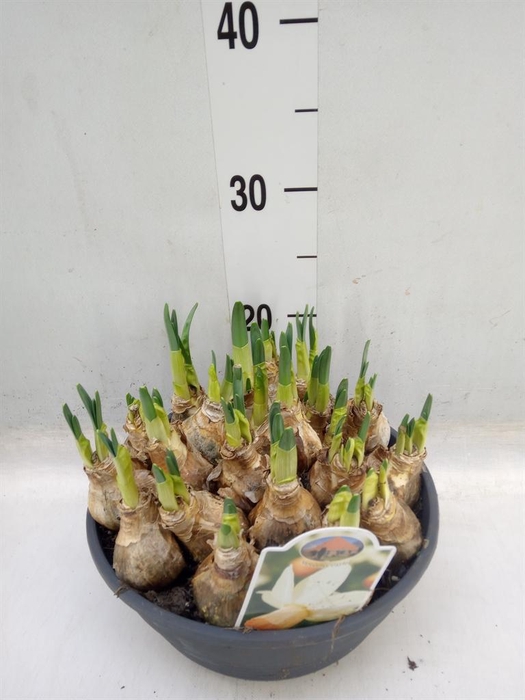 <h4>Narcissus ...</h4>