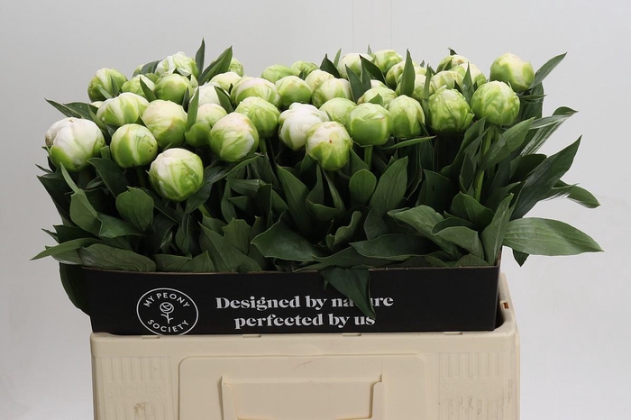 <h4>Paeonia Madame Claude Tain</h4>