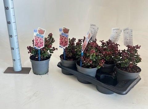 <h4>LEUCOT AX CURLY RED</h4>