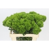 Dianthus Br Kiwi Mellow
