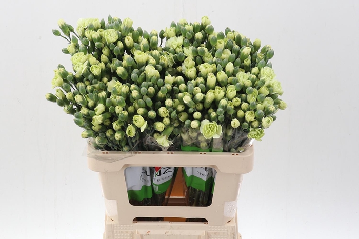 <h4>Di Tr Jade green  x20</h4>