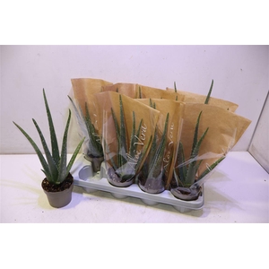 arr8 Aloe Vera