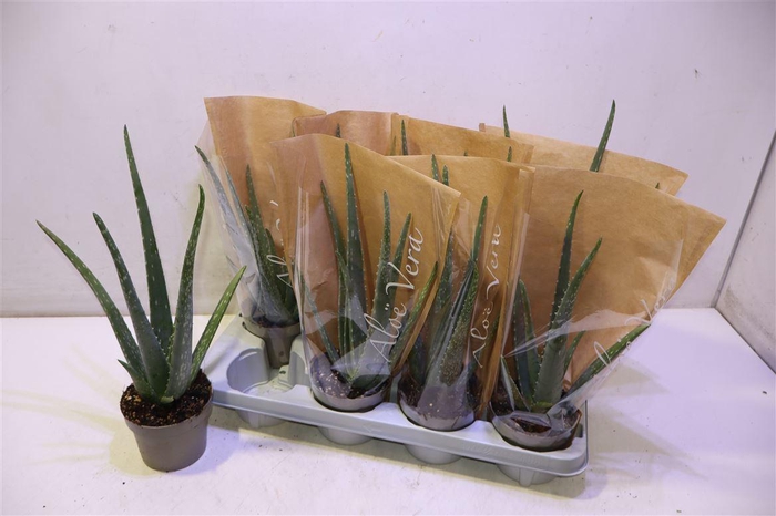 <h4>Aloe Vera</h4>