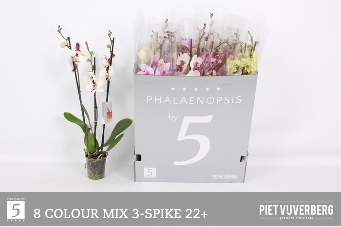 <h4>PHAL GEM 8 KL</h4>