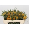 Banksia Dryandra