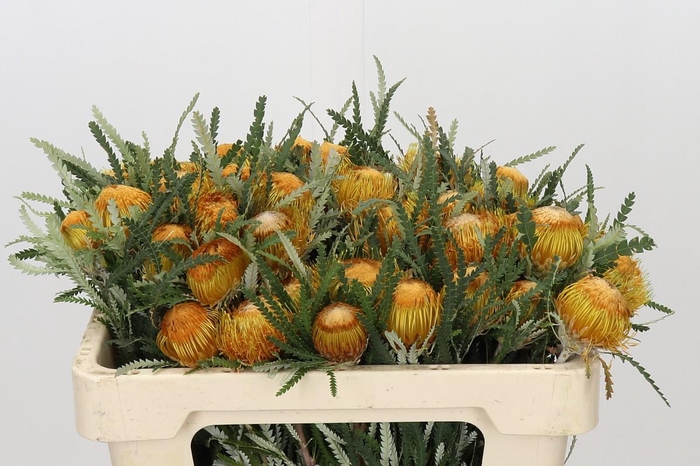 <h4>Banksia Dryandra</h4>