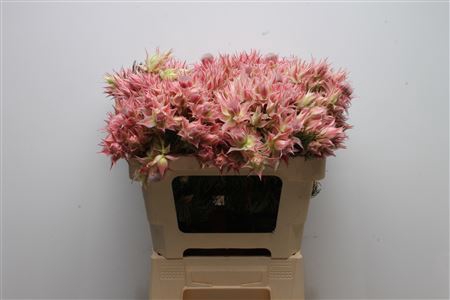 <h4>Blushing Bride Morning Star 6-9</h4>